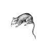 m0zrat's profile picture