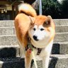 柴犬モモ's profile picture