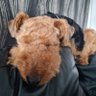 Paul Clancy's profile picture