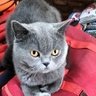 westhome's profile picture