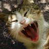 Profilbild von CLNM