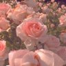 درّة✨'s profile picture