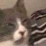 kdo's profile picture