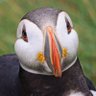 SNova's profile picture