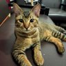 Zaluna profil fotoğrafı