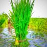 முத்துகுமார் . மு's profile picture