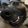 Useless Eater's profile picture