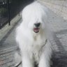 むうしゃん profil fotoğrafı