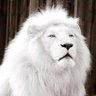 Gentility's profile picture