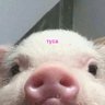 Алина profil fotoğrafı