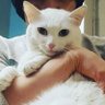 Simin profil fotoğrafı