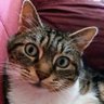 le tigrou profil fotoğrafı