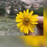 حفظك الله يا🌺 وطني 的头像