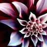Фото профиля Qurune