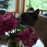 giblacker🇺🇸🐈🐕🐓🇸🇪🇮🇱's profile picture