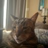 kittylouiselle's profile picture