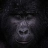 Voice of reason's profile picture