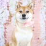 柴犬と野球親父。 的头像