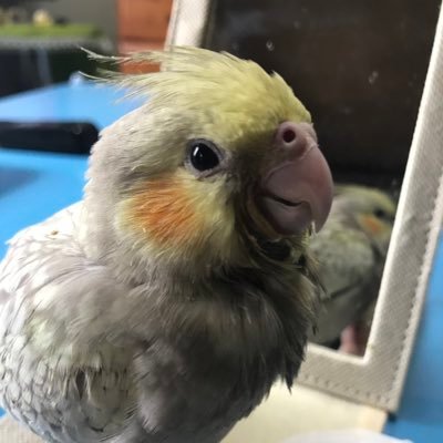オカメンズ's profile picture