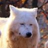 Tired Wolf's profile picture