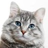 Shane's profile picture