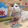 カラパスタ profil fotoğrafı