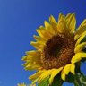 チコたん profil fotoğrafı