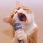 고양이 트윗 번역계猫ポスト翻訳垢🐱's profile picture