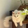 كل الاخبار كاذبة profil fotoğrafı