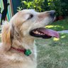 Profilbild von Ziggy