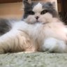 モンデン ユミコ 的头像