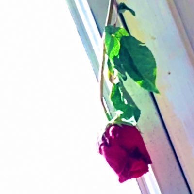 slutrut's profile picture