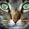 Profilbild von Pussinboots 💚🤍💜🦕🦖🔥🐐