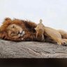 Gianmarco B's profile picture