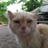 Кошкин брат 🤝 🇺🇦's profile picture
