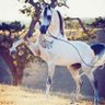 امير بكلمتي profil fotoğrafı