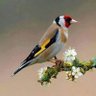 ابوعبدالرحمن profil fotoğrafı