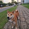 Michel sfc profil fotoğrafı