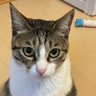 アオ🐱's profile picture
