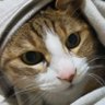 miche profil fotoğrafı