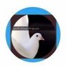 Sudebinjaber profil fotoğrafı