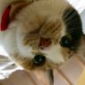 こんとれいる@輝(teru)'s profile picture