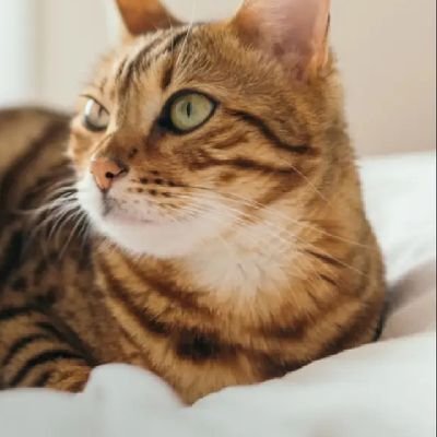 tanladyboy's profile picture