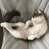 Фото профиля こくあパパ