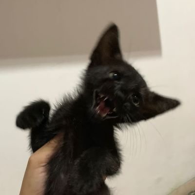 BAKI's profile picture