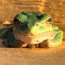 Фото профиля Scott Hazard