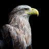 Profilbild von Agila