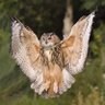martin 💙🦉 profil fotoğrafı