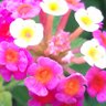 彭聖忠 profil fotoğrafı