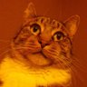 Profilbild von Hank